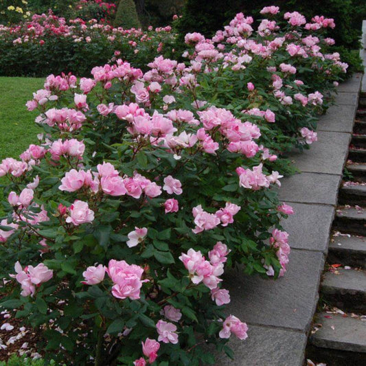 Soft pink blooms cover The Blushing Knock Out Rose shrub