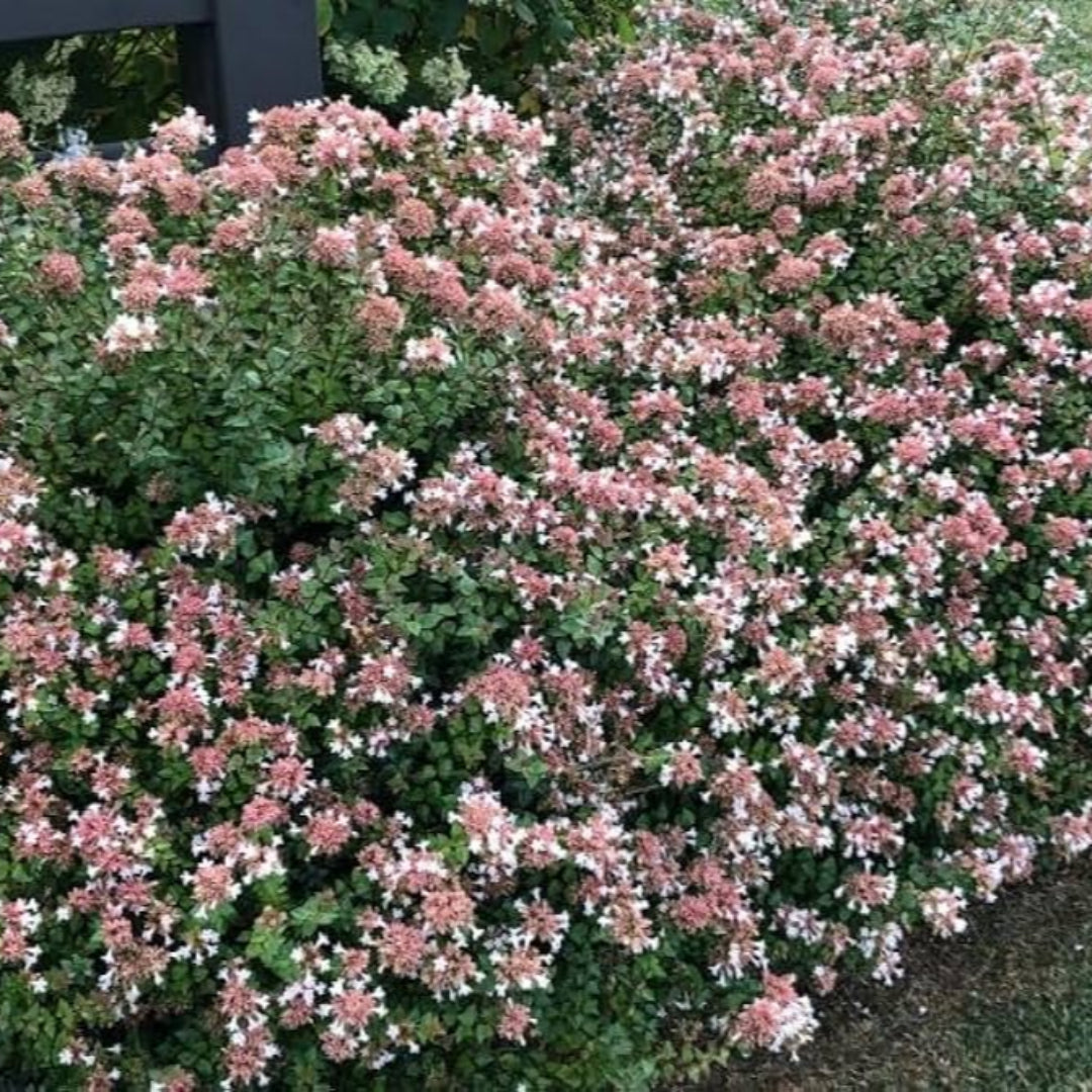 Rose Creek Abelia bush growing in the landscape with clean, rounded form.