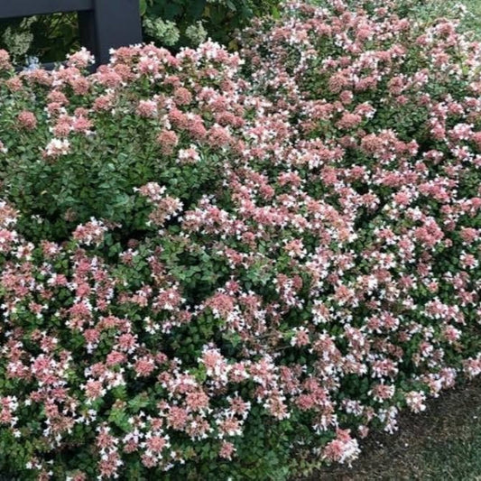Rose Creek Abelia bush growing in the landscape with clean, rounded form.