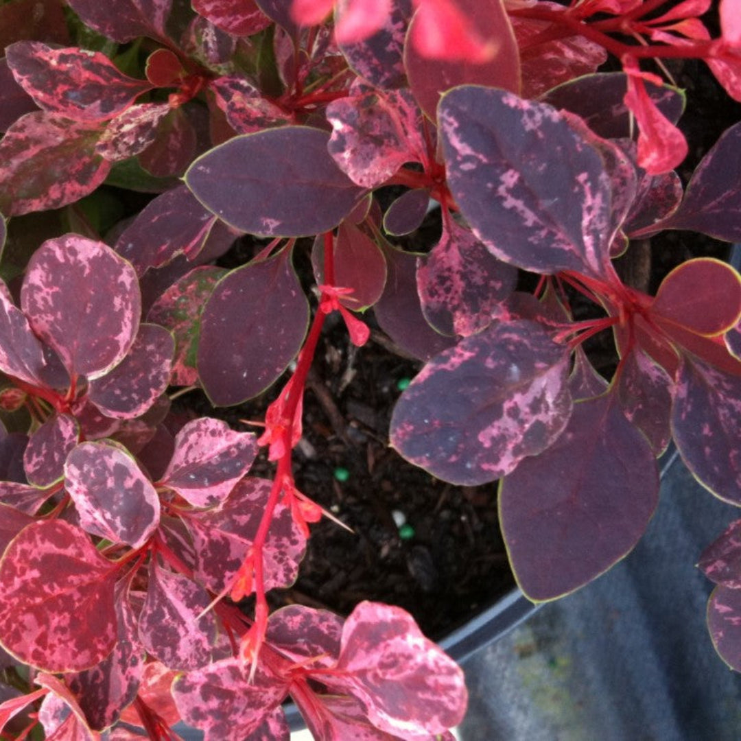 Berberis thunbergii Rose Glow landscape shrub with vibrant foliage