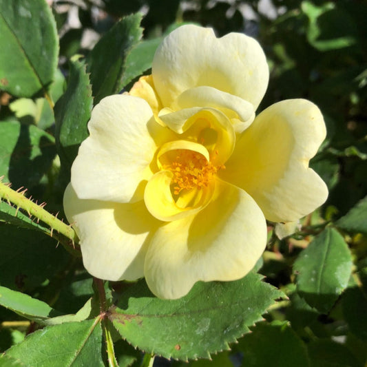 Fresh yellow blossoms opening on Sunny Knockout Rose