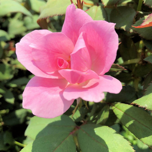 Clusters of flowers on The Blushing Knock Out Rose