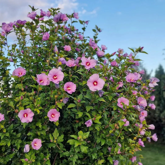 Mature Rose of Sharon Tree Covered in Pink Hibiscus Flowers