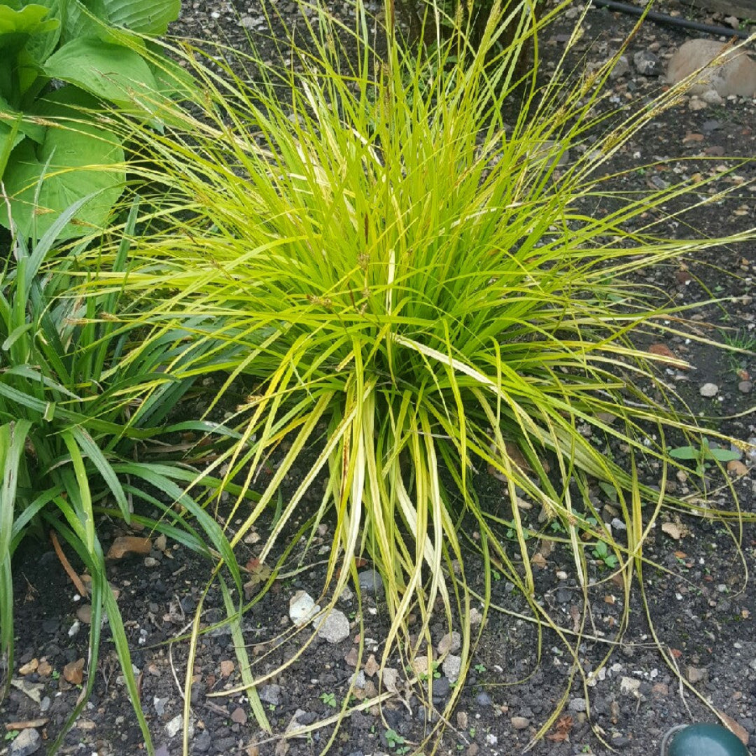 Carex Everillo golden foliage perennial grass