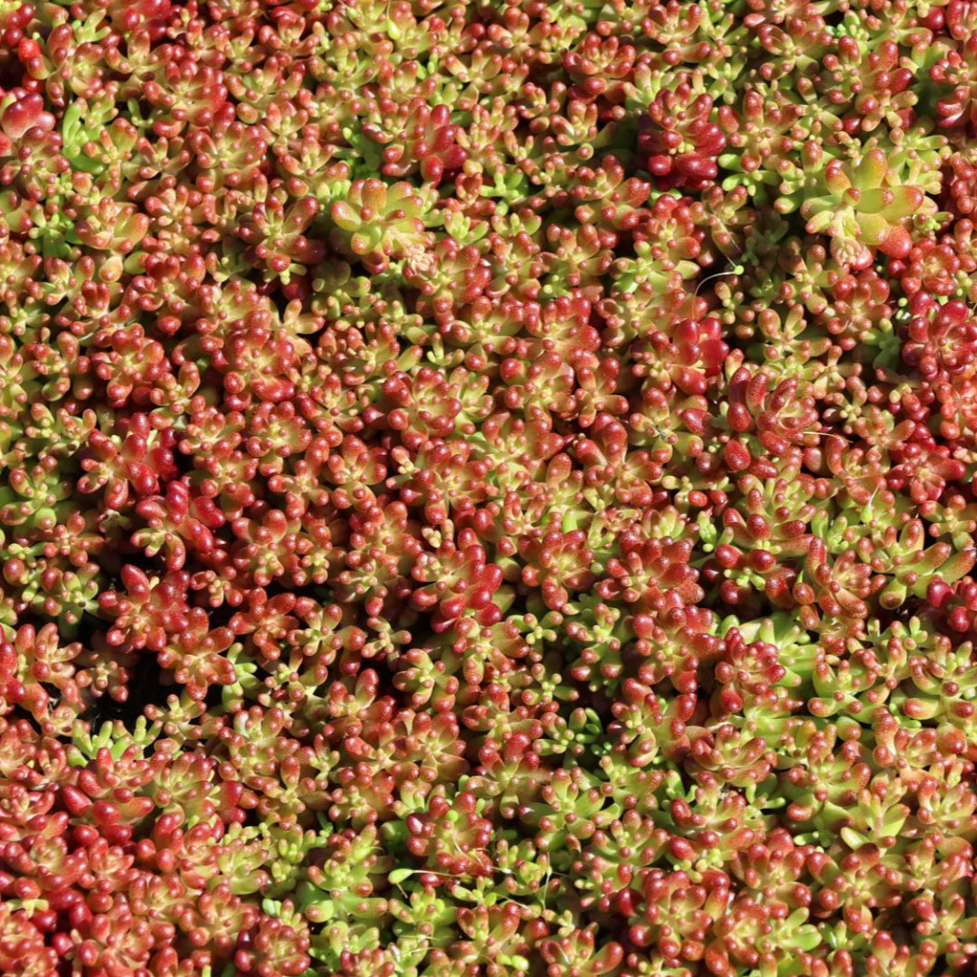 homeandgardensforless.com