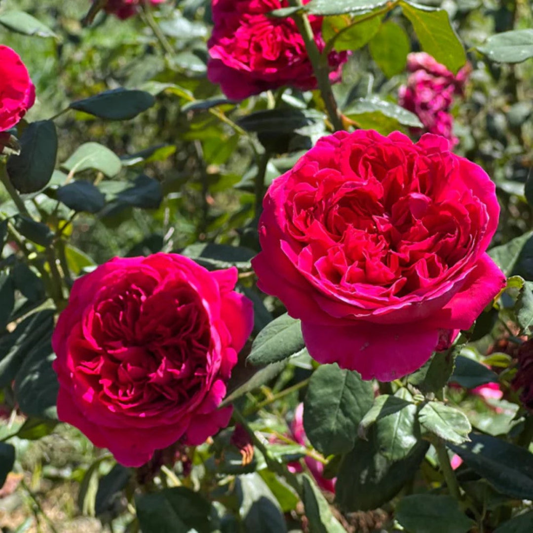 Rouge Royale Rose – flowering tree