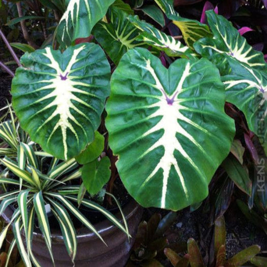 Royal Hawaiian White Lava Elephant Ear – perennial