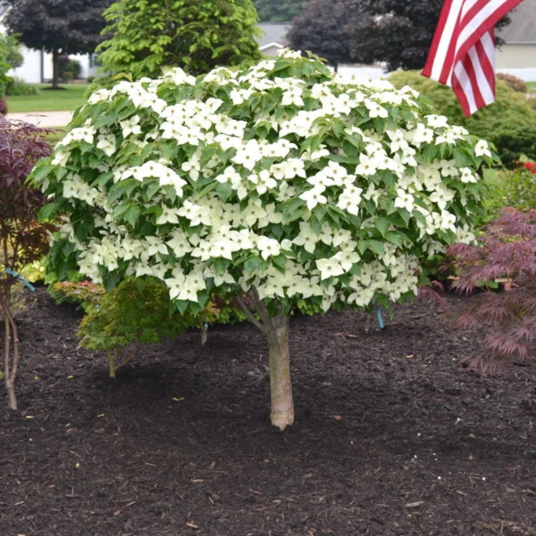 Milky Way Kousa Dogwood – Heavy-Flowering White Summer Bloomer (Cornus kousa 'Milky Way')