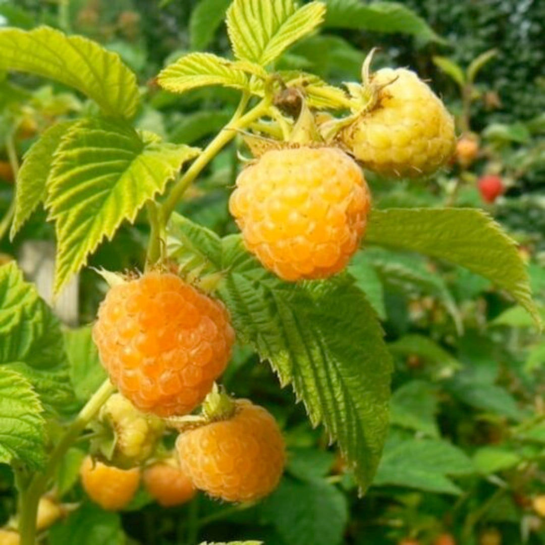 Rubus idaeus Fall Gold raspberry bush with fresh yellow raspberries