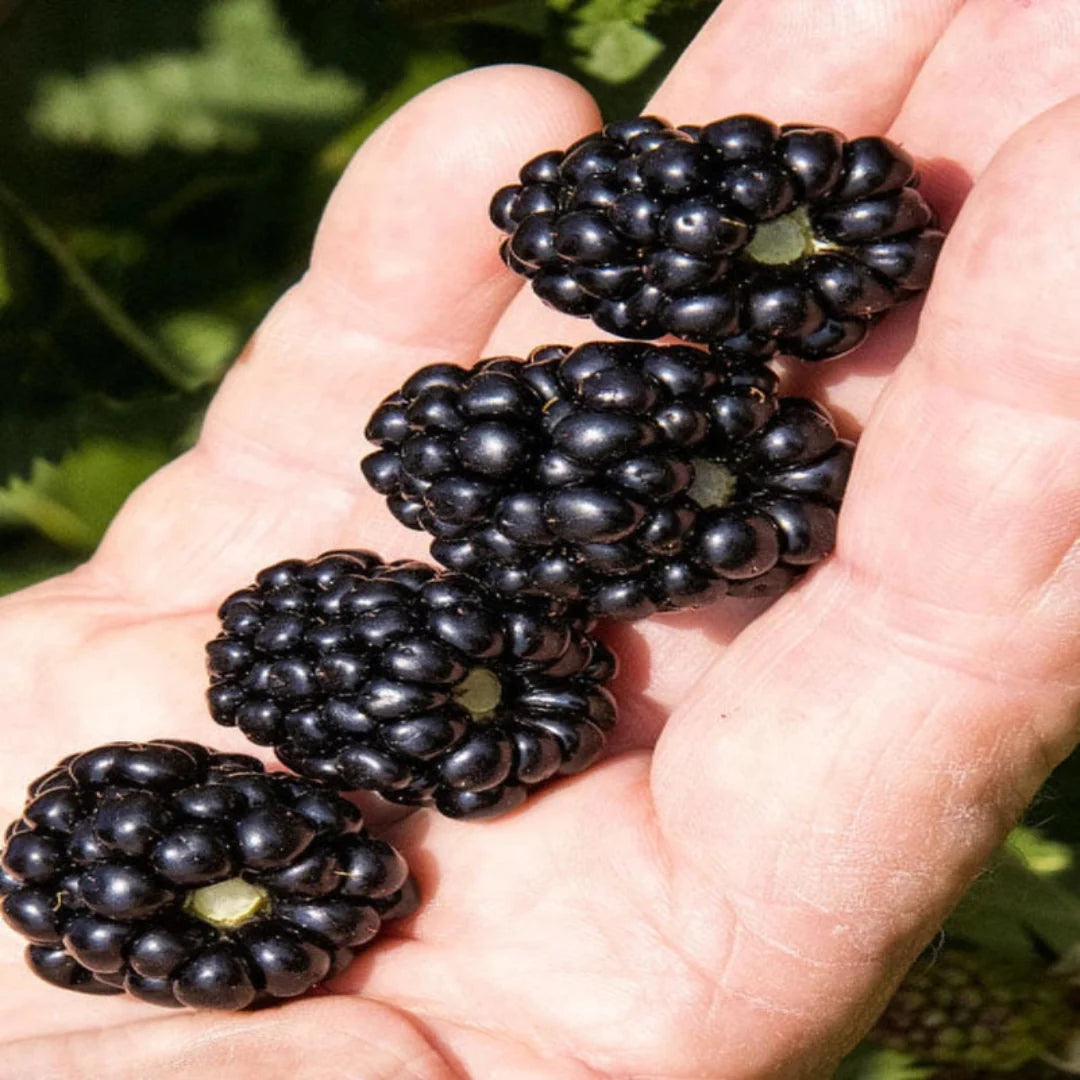 Ponca Blackberry fruits ripening on outdoor canes in the garden