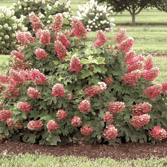 Ruby Slippers Oakleaf Hydrangea Shrub for Sale – Stunning Summer Blooms