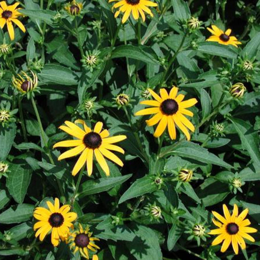 Rudbeckia fulgida Goldsturm perennial flower