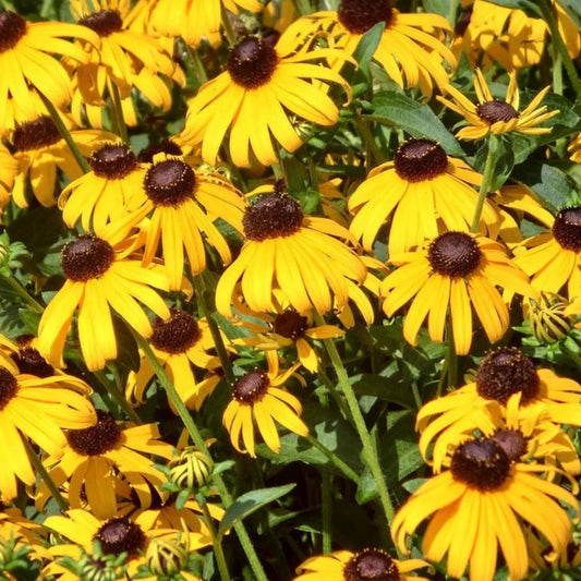Rudbeckia Goldsturm Black Eyed Susan plant