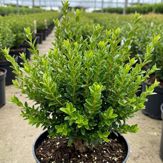 Titan Boxwood, Broadleaf Evergreen Shrub – shrub