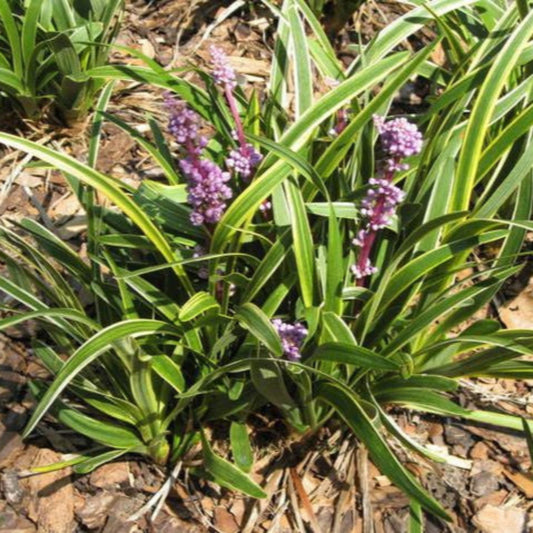 Potted Liriope Muscari plant with green foliage