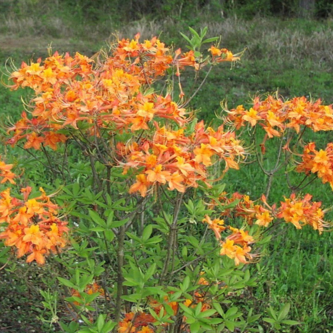 homeandgardensforless.com