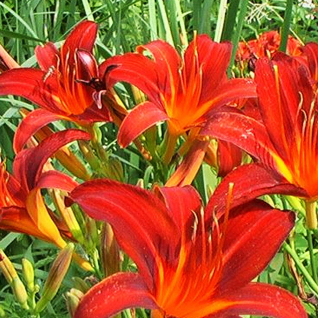 Hemerocallis daylily yellow-orange flowers