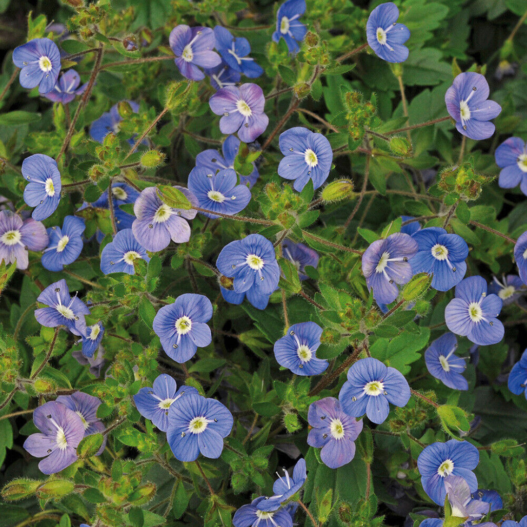 Veronica Georgia Blue blooming plant