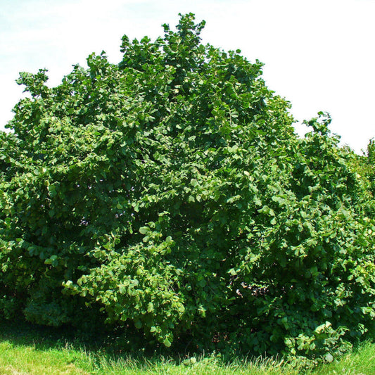 American Hazelnut Tree Corylus americana foliage