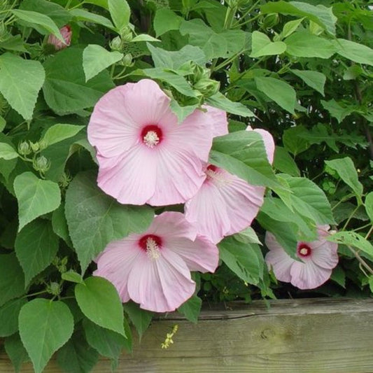 Lady Baltimore hibiscus flower close up