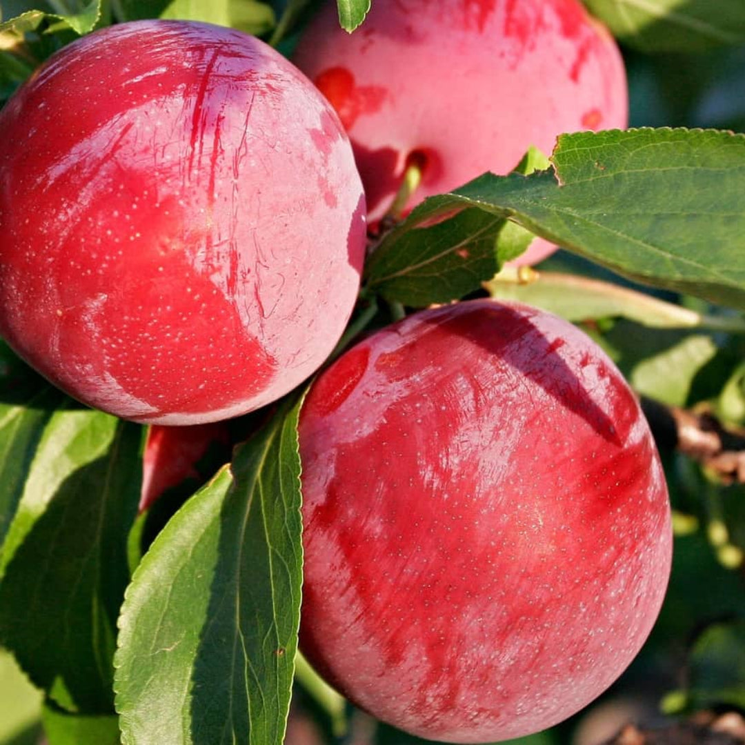 Japanese plum tree Au Rosa variety