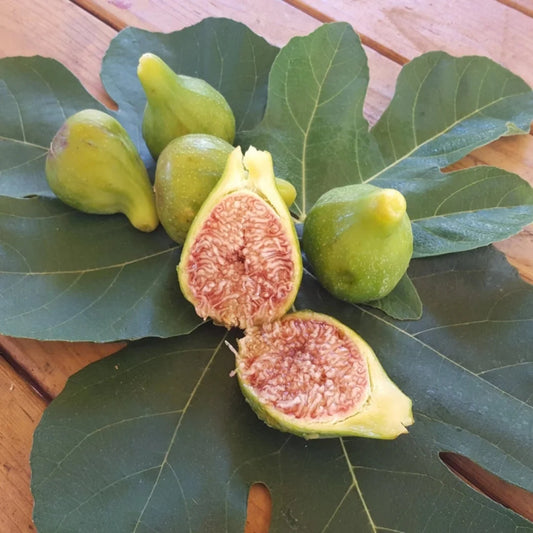 Fruiting branches of Desert King Fig Tree up close