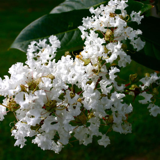 White Crape Myrtle Tree in Full Bloom