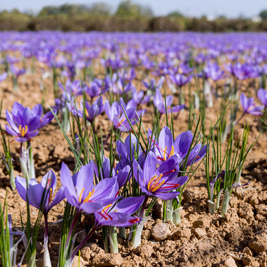 (1 Quart ) Saffron Spice Plant-Most Expensive Spice In The World. It Comes From The Saffron Crocus, Fall-Blooming, Purple Blooms
