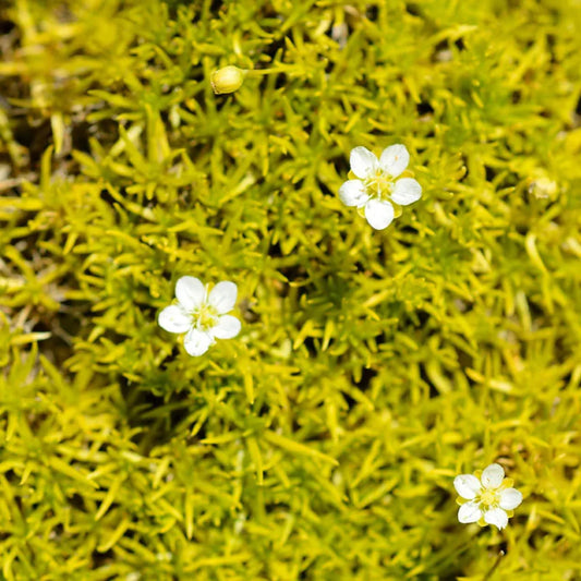 Sagina Subulata Aurea low growing moss plant for landscaping