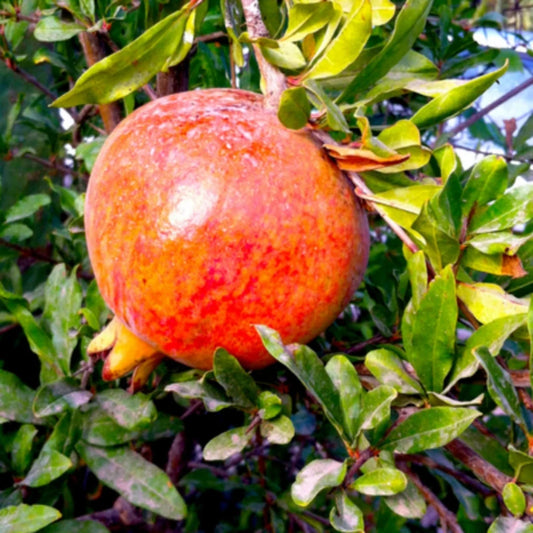 Pomegranate fruits displayed from Salavatski Pomegranate