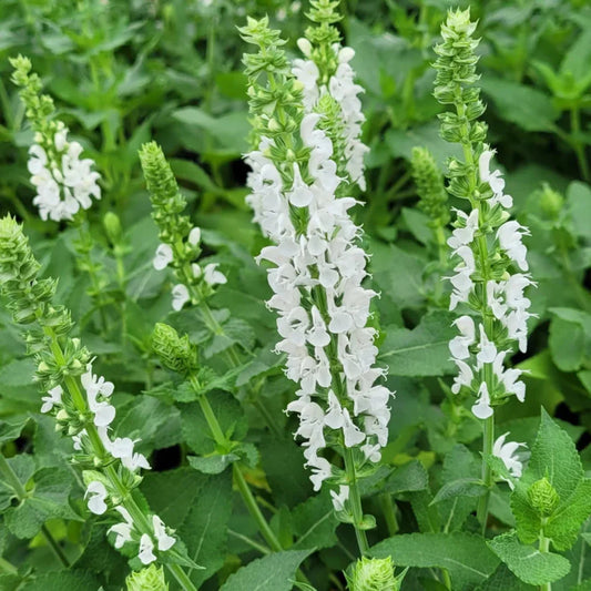 Salvia nemorosa 'Apex White' – evergreen
