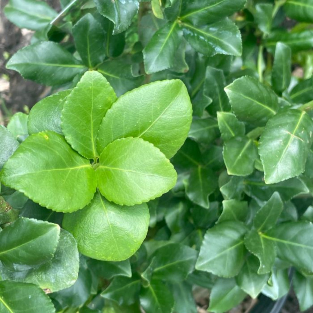 Low-maintenance Sarcoxie Euonymus groundcover
