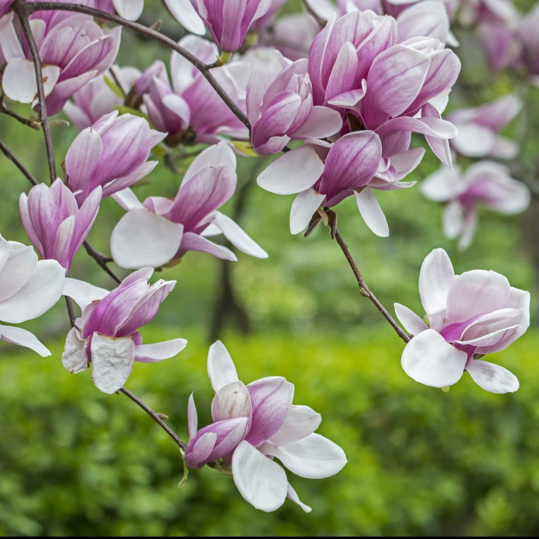 Saucer Magnolia tree with large pink-and-white blossoms covering its branches