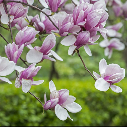 Saucer Magnolia tree with large pink-and-white blossoms covering its branches
