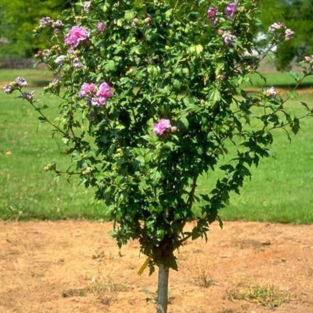 Lucy Rose of Sharon Hibiscus Used as Flowering Privacy Screen