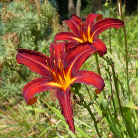 Sammy Russell Daylily vibrant red-orange flowers