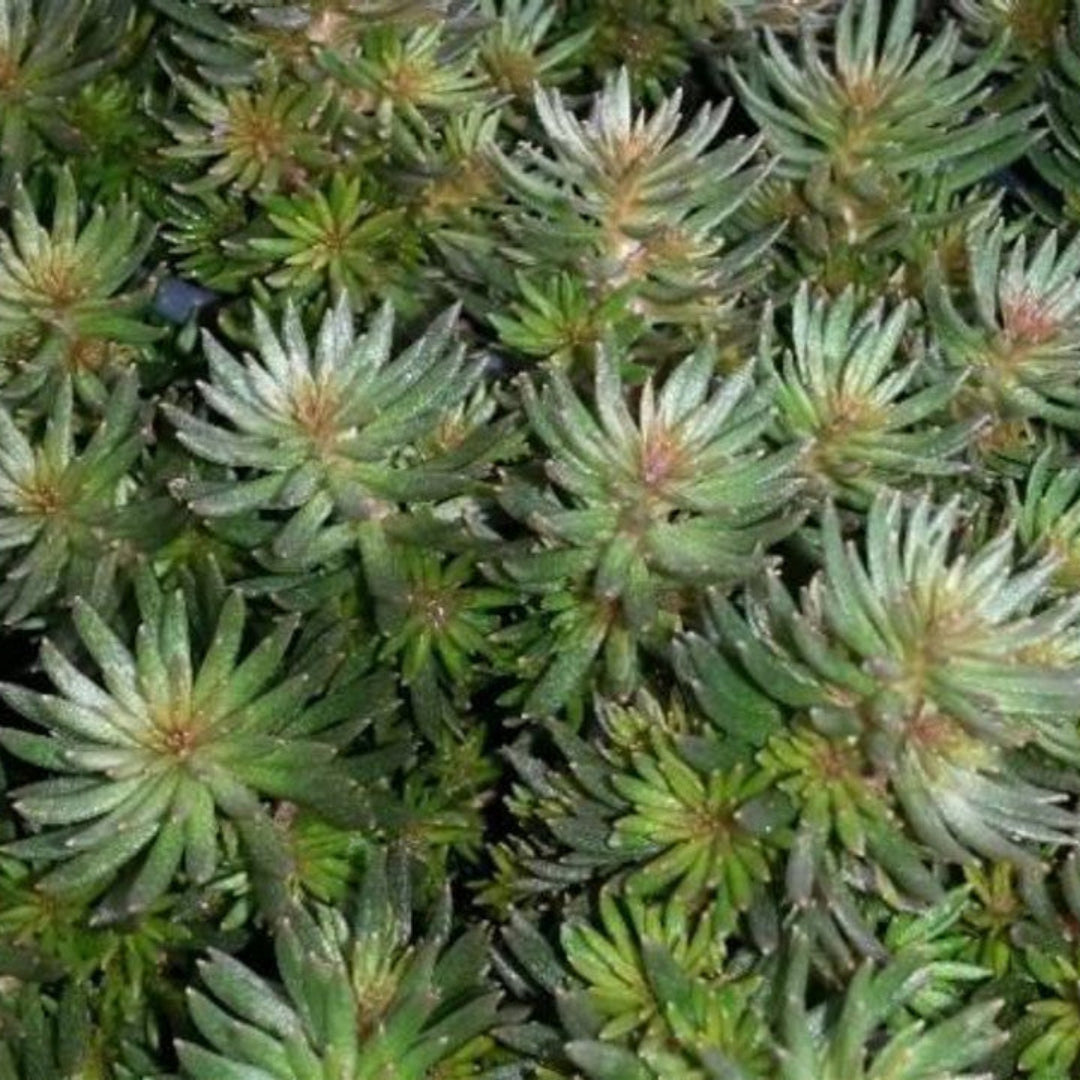 Sedum hakonese 'Chocolate Ball' – evergreen