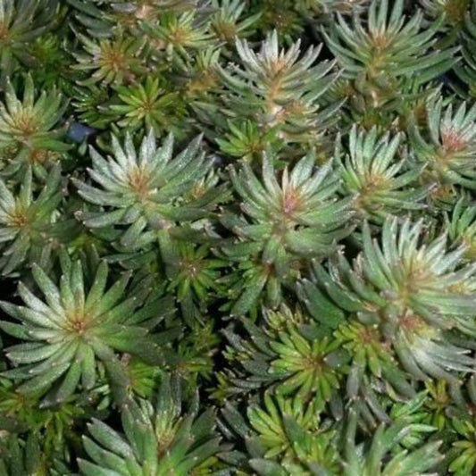 Sedum hakonese 'Chocolate Ball' – evergreen