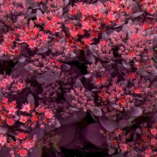 Sedum SunSparkler  'Firecracker' – evergreen shrub