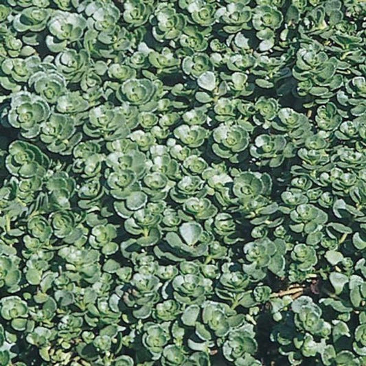 Sedum Spurium 'John Creech' John Creech Stonecrop is Semi-Evergreen, Blooms Pink Early Summer
