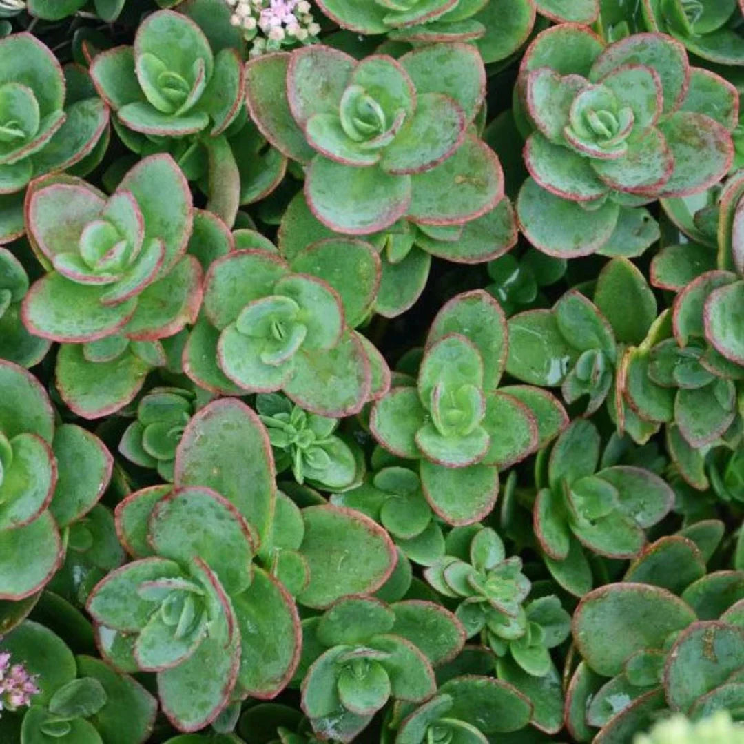 Sedum SunSparkler 'Lime Zinger' – evergreen