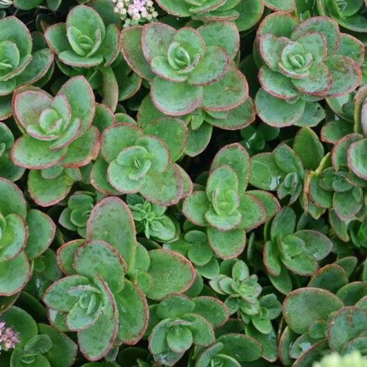 Sedum SunSparkler 'Lime Zinger' – evergreen