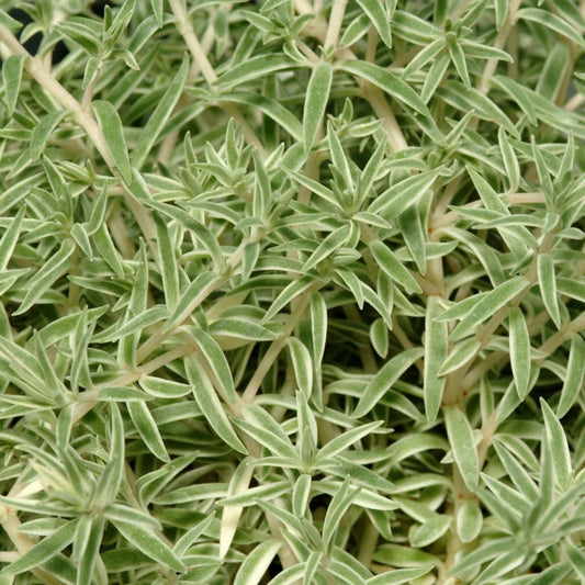 Sedum lineare 'Sea Urchin'