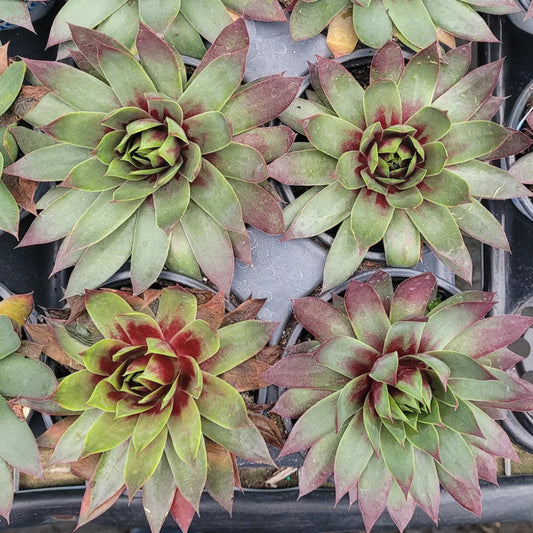 Sempervivum Supersemp 'Fire Quartz'