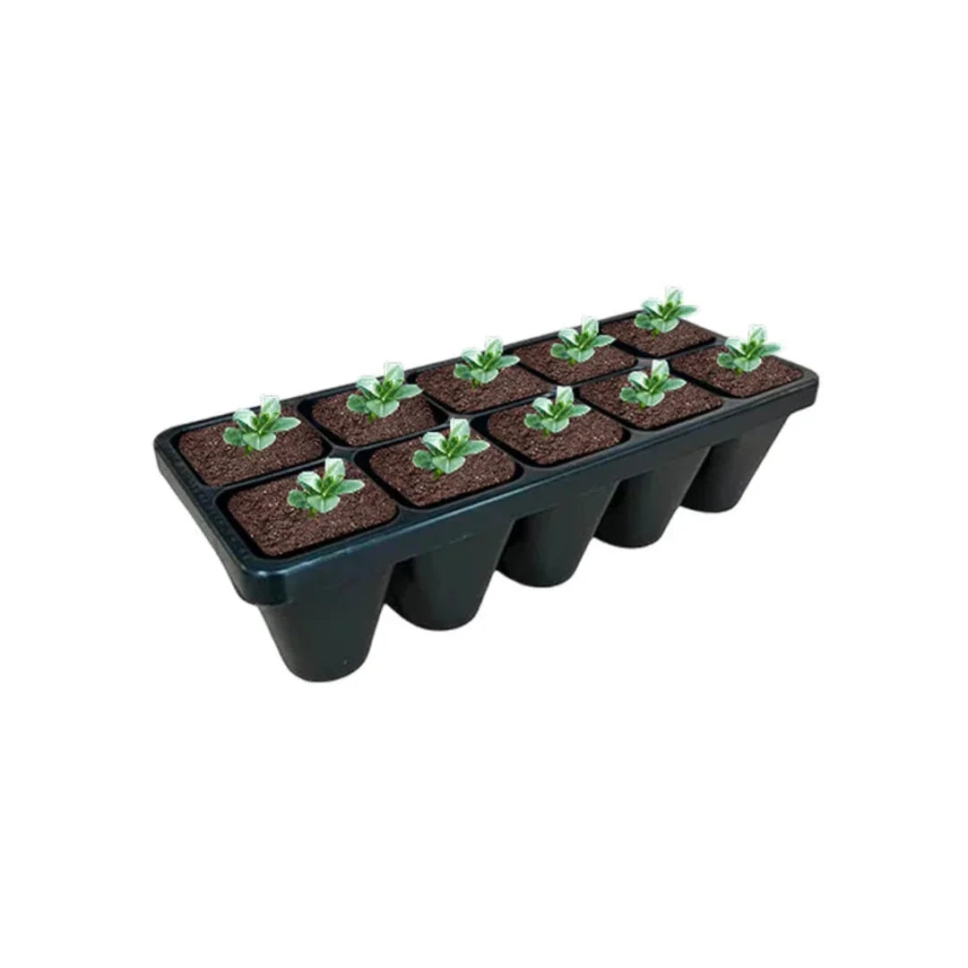 Pixies Gardens set of 10 Green and Gold Chrysogonum plants