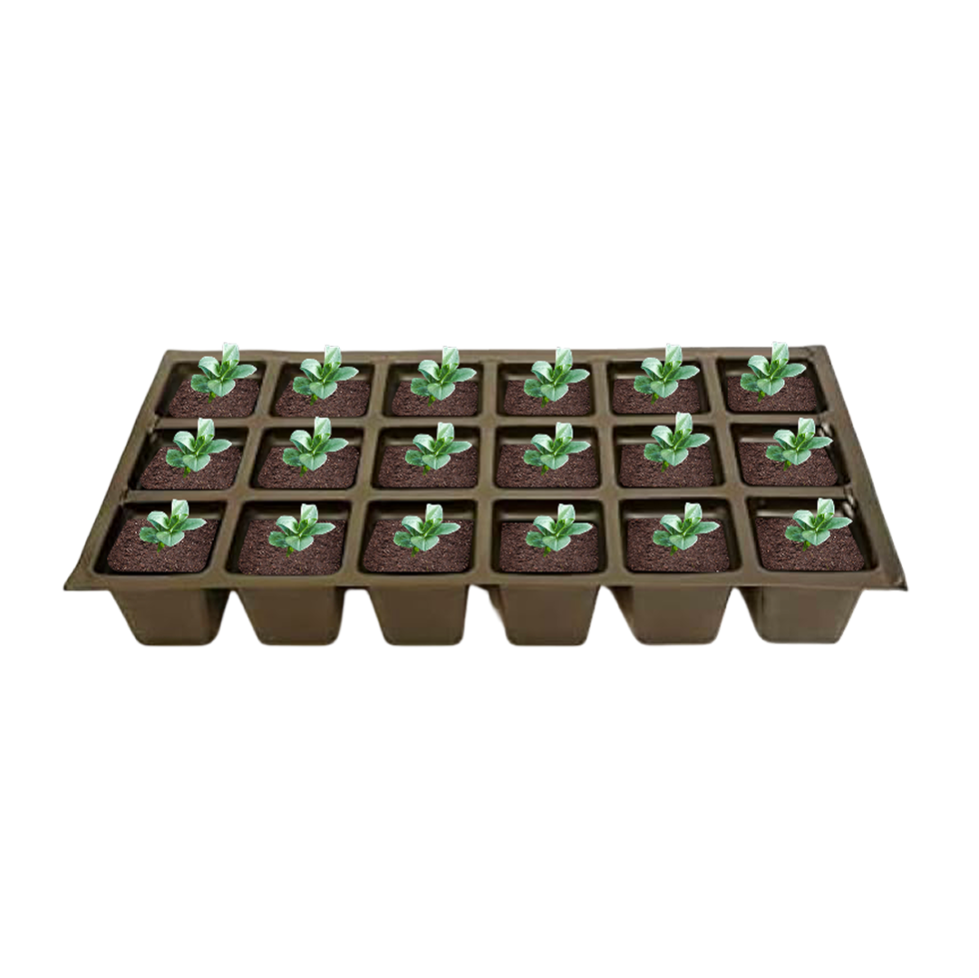 Pixies Gardens set of 18 Shield Fern Dryopteris plants