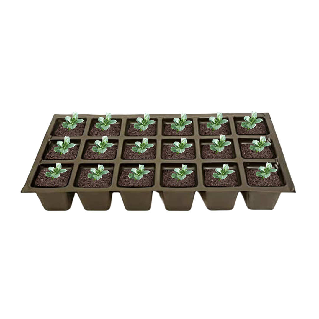 Set of 18 Black Mondo Grass plants for sale