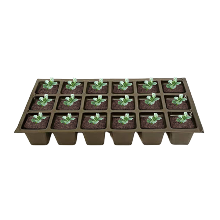 Set of 18 container-plants of Aster ‘Purple Dome’ ready for planting