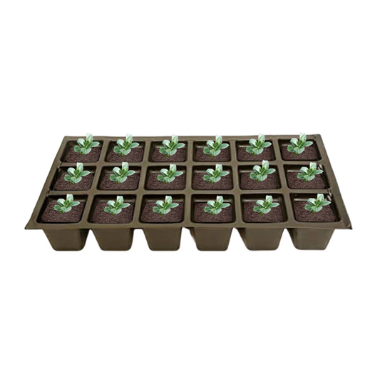 Set of 18 container-plants of Aster ‘Purple Dome’ ready for planting