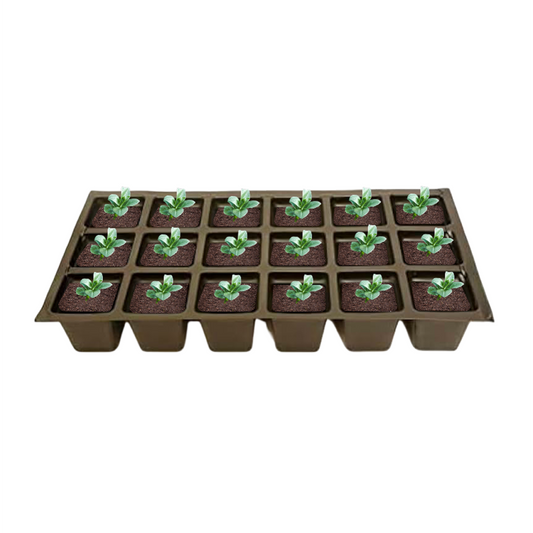 Pixies Gardens set of 18 Shield Fern Dryopteris plants